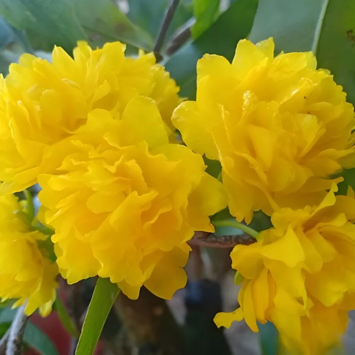 Mai Cúc Không Nhụy Cấy Mô