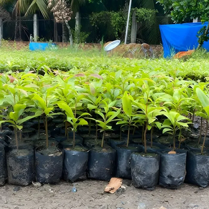 Mai Cúc Tường Vy Cấy Mô