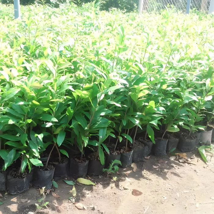 Mai cúc tường vy cấy mô