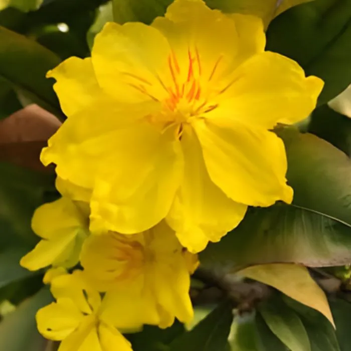 Mai Cúc Tường Vy Cấy Mô - Ảnh 6