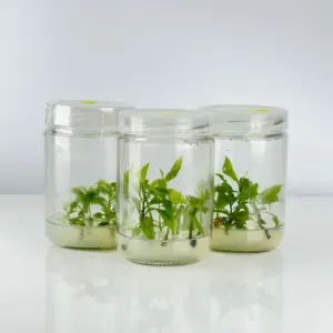 Mai Cúc Tường Vy Cấy Mô