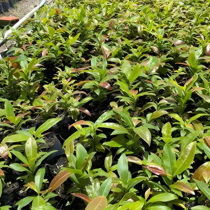 Mai Cúc Tường Vy Cấy Mô