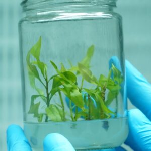 Mai Giảo Thiết Mai Cấy Mô