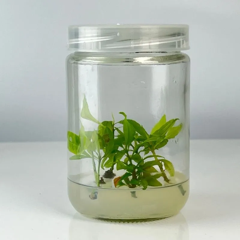 Mai Giảo Thiết Mai Cấy Mô