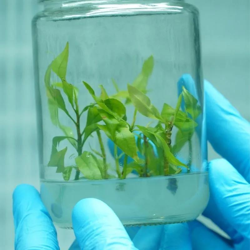 Mai Siêu Bông Bình Lợi Cấy Mô