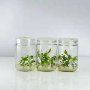 Mai Siêu Bông Bình Lợi Cấy Mô