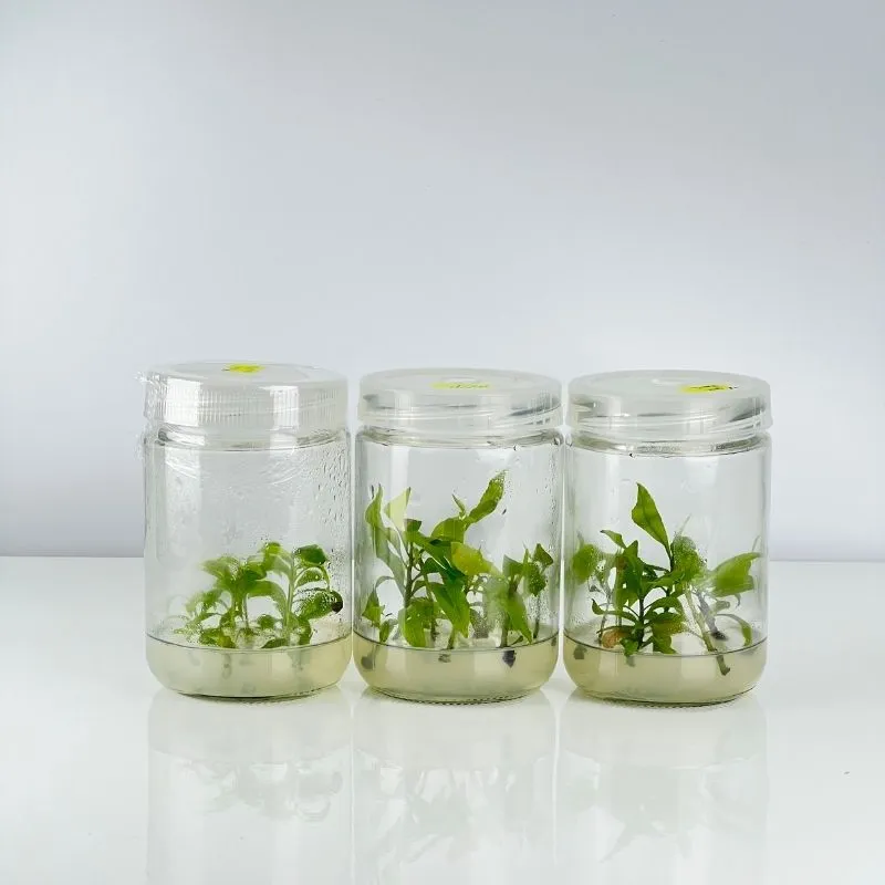 Mai Siêu Bông Bình Lợi Cấy Mô