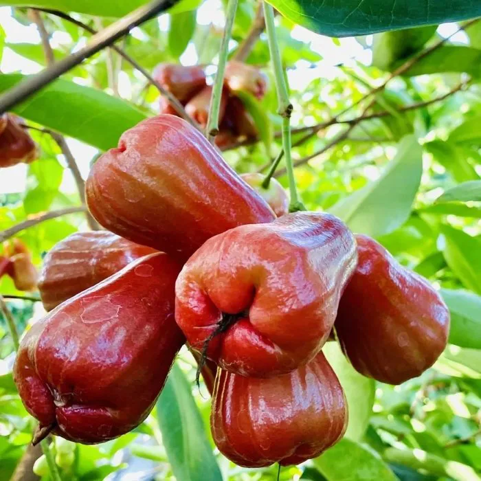 Mận An Phước T11 Ghép