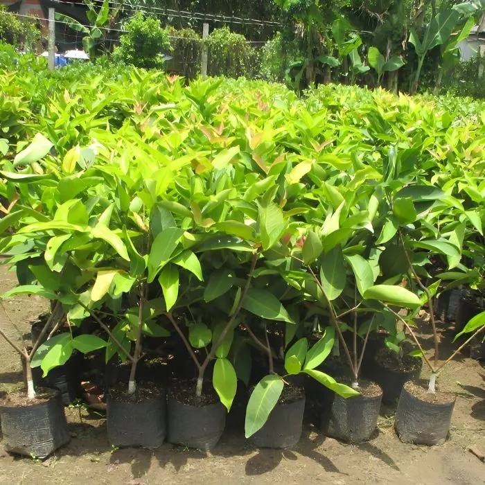 Mận An Phước T11 Ghép