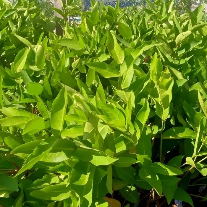 Mận An Phước T11 Ghép