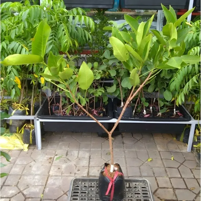 Mận An Phước T11 Ghép