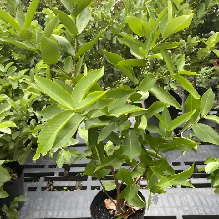 Mận An Phước T11 Ghép