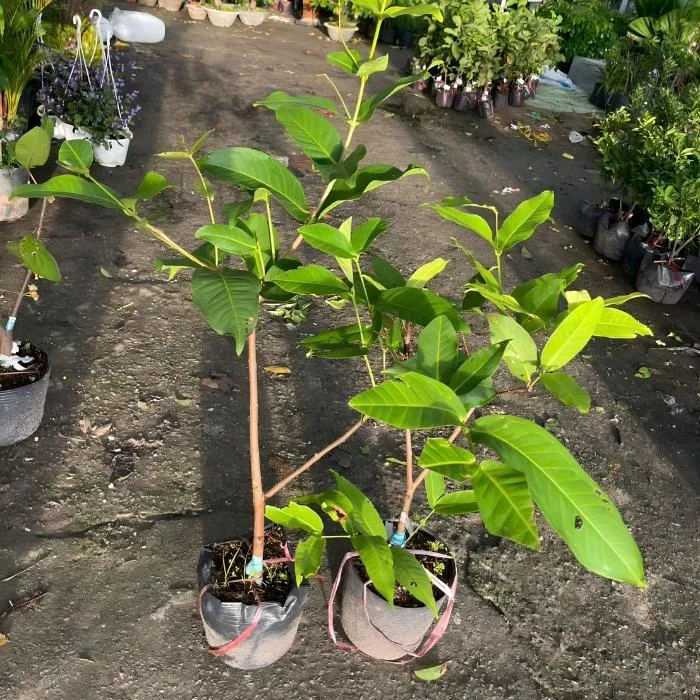 Mận MST Ghép - Ảnh 5