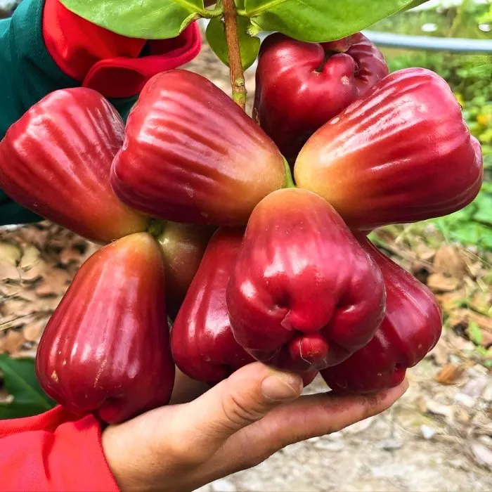 Mận MST Ghép - Ảnh 6