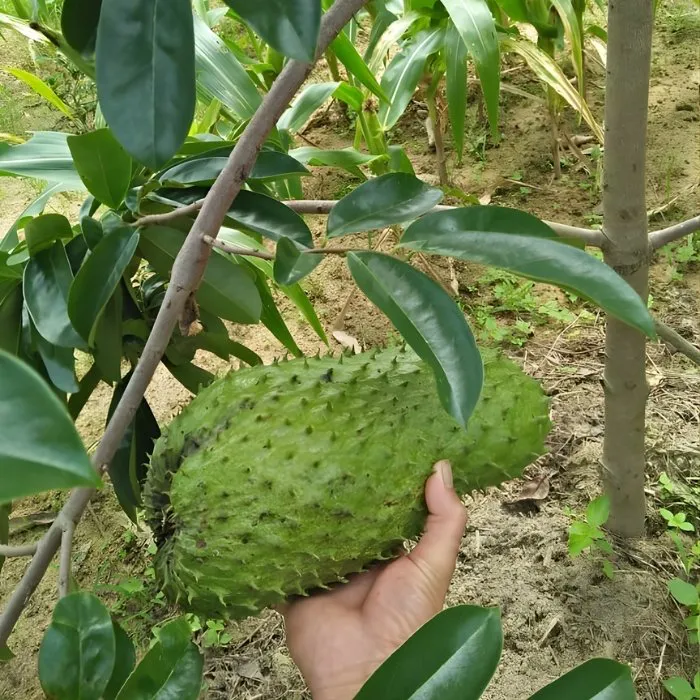 Cây Mãng Cầu ghép