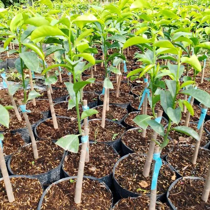 Mãng Cầu Ghép - Ảnh 4