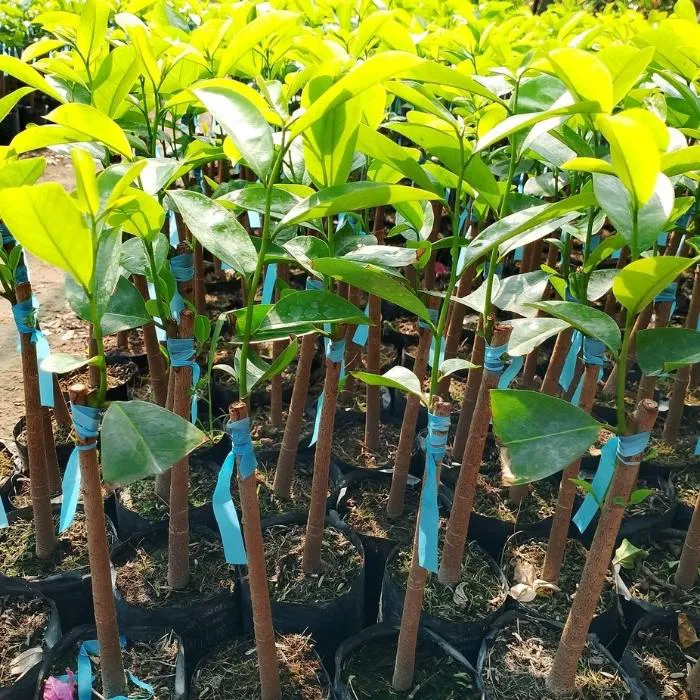 Mãng Cầu ghép ViGen