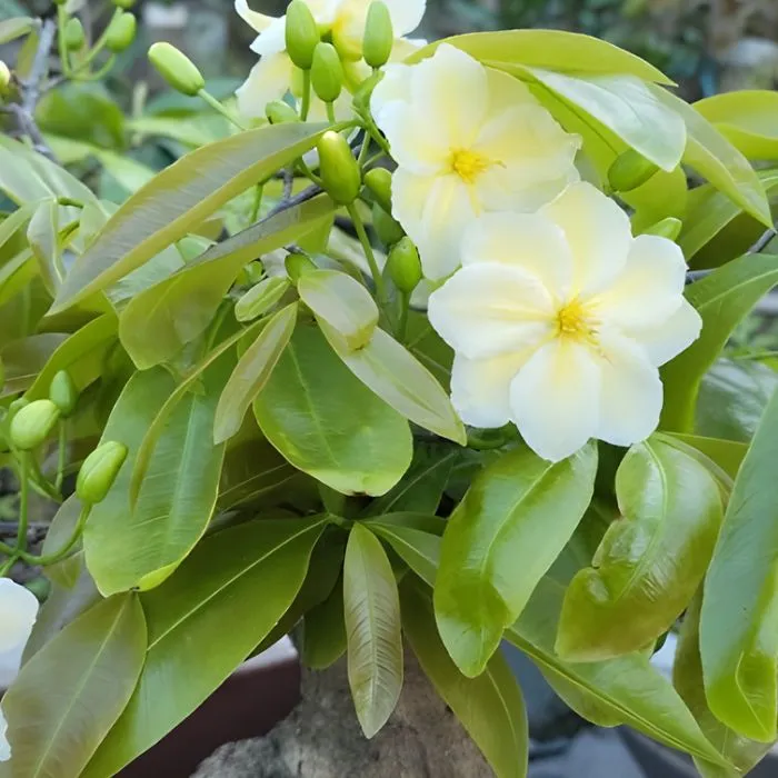 Nhị Ngọc Toàn Đột Biến NTT1 Cấy Mô