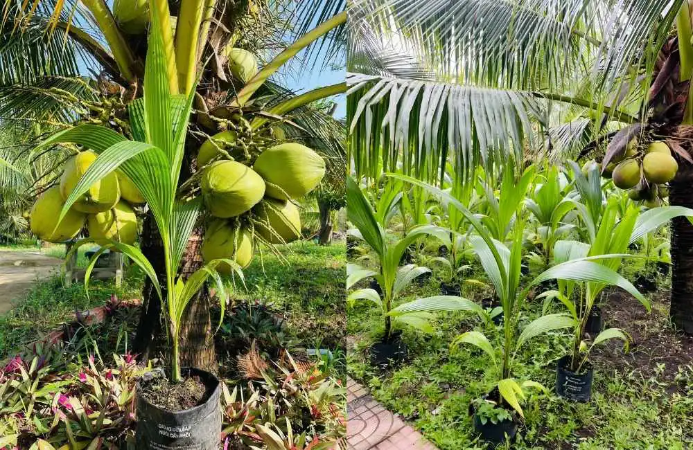 Nguyên lý và ưu điểm của nhân giống dừa bằng cấy mô