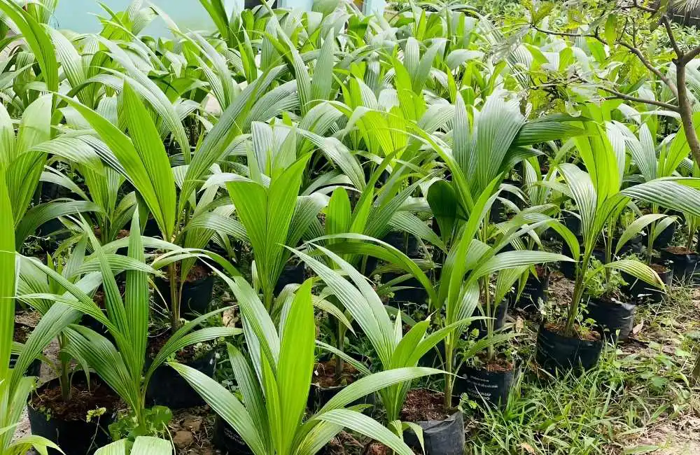 Hạn chế và thách thức của nhân giống dừa bằng ghép