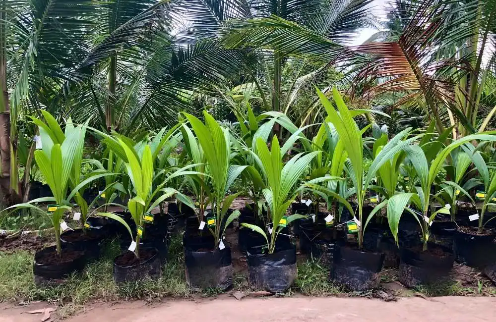 Xu hướng thay thế, ứng dụng thực tiễn và tương lai ngành dừa