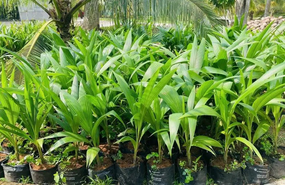 nhân giống dừa mô và ghép khác gì