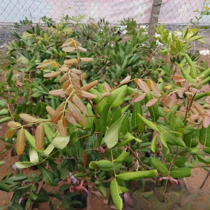 Nhãn Xuồng Vàng Ghép