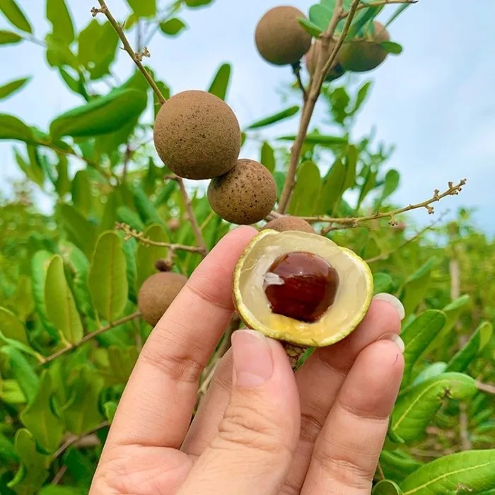 Nhãn Xuồng Vàng Ghép