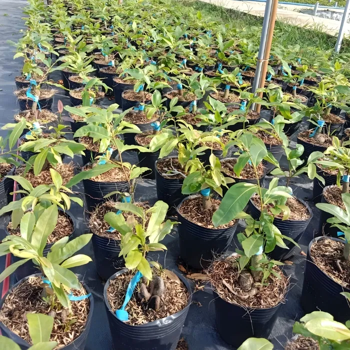 Nhị Ngọc Toàn Đột Biến Cấy Mô