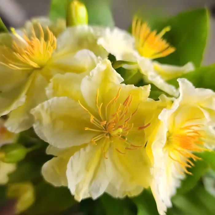 Nhị Ngọc Toàn Đột Biến Cấy Mô