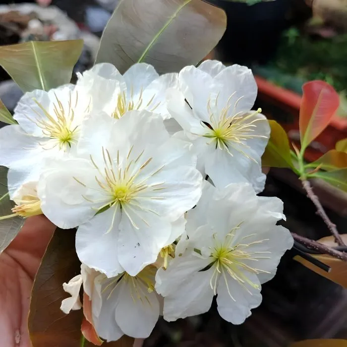 Nhị Ngọc Toàn Đột Biến NTT1 Cấy Mô