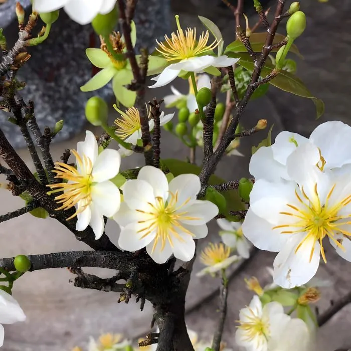 Nhị Ngọc Toàn Đột Biến NTT2 Cấy Mô