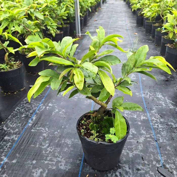 Nhị Ngọc Toàn Đột Biến NTT2 Cấy Mô