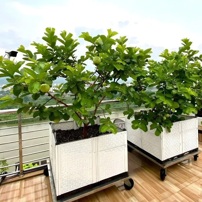 Ổi Ruby C11 ViGen Ghép