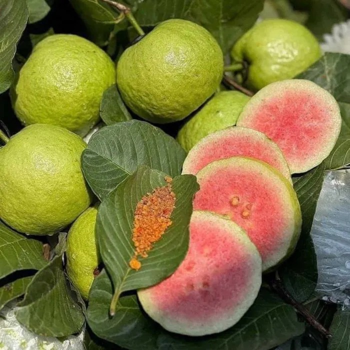 Ổi Ruby C9 Ghép - Ảnh 3