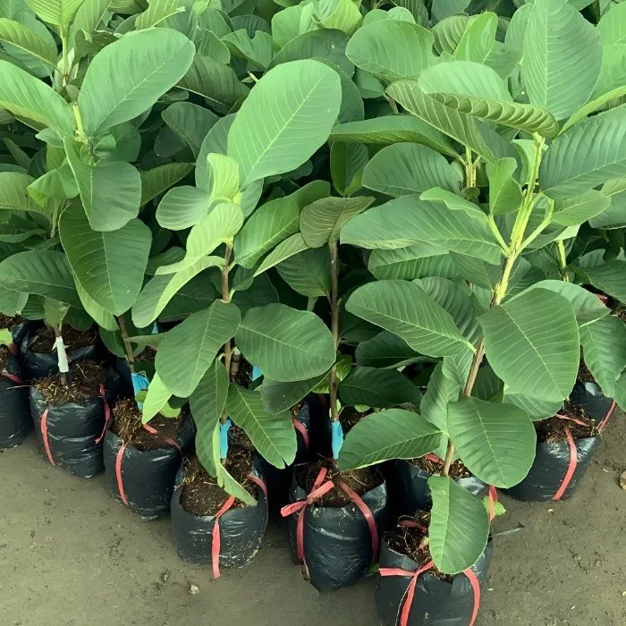 Ổi Ruby C9 Ghép - Ảnh 4