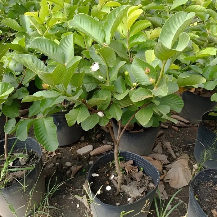 Cây Ổi Ruby ViGen