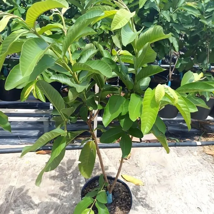 Ổi Trân Châu Ghép