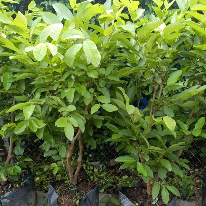 Ổi Trân Châu ViGen