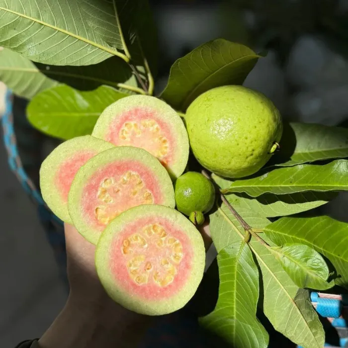 Cây Ổi Trân Châu