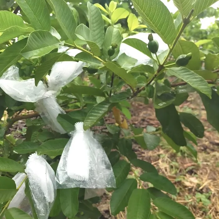 Ổi Trân Châu ViGen