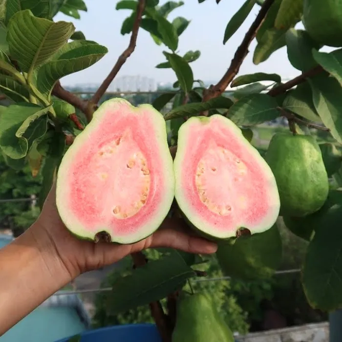 Cây Ổi Trân Châu Ghép