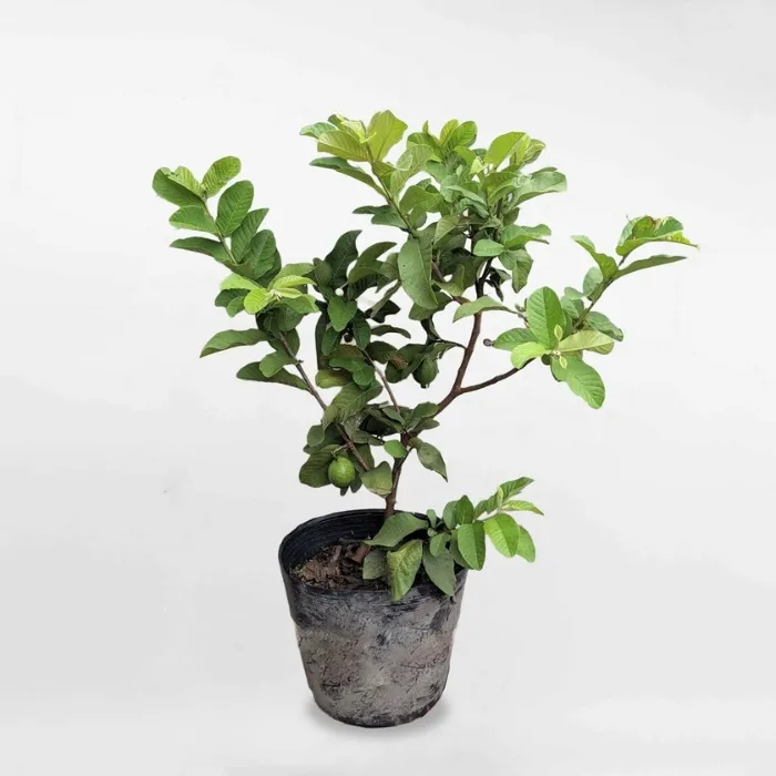 Ổi Trân Châu Ghép