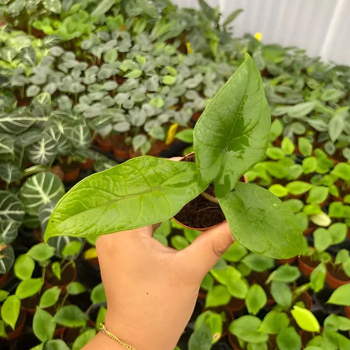 Cây Scalprum cấy mô