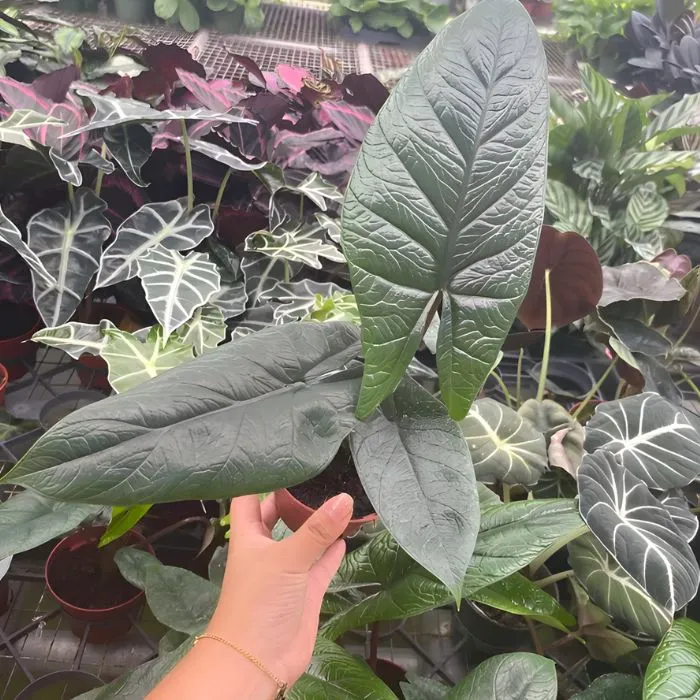 Scalprum cấy mô tại Vigen