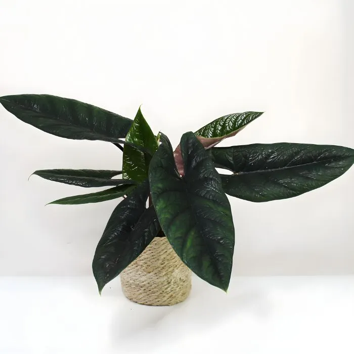 Cây Scalprum cấy mô