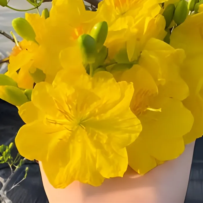 Siêu Bông Bình Lợi Cấy Mô