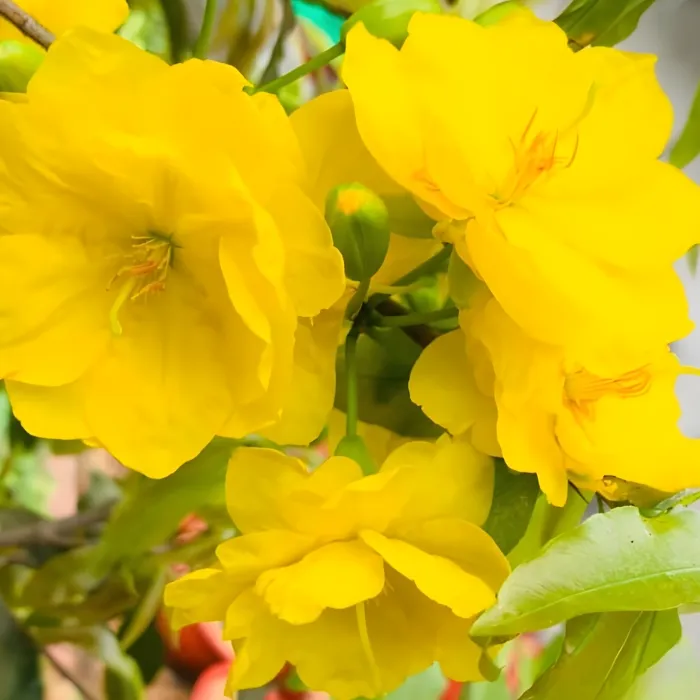 Siêu bông bình lợi cấy mô