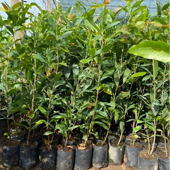 Cây giống mai siêu bông Bình Lợi cấy mô