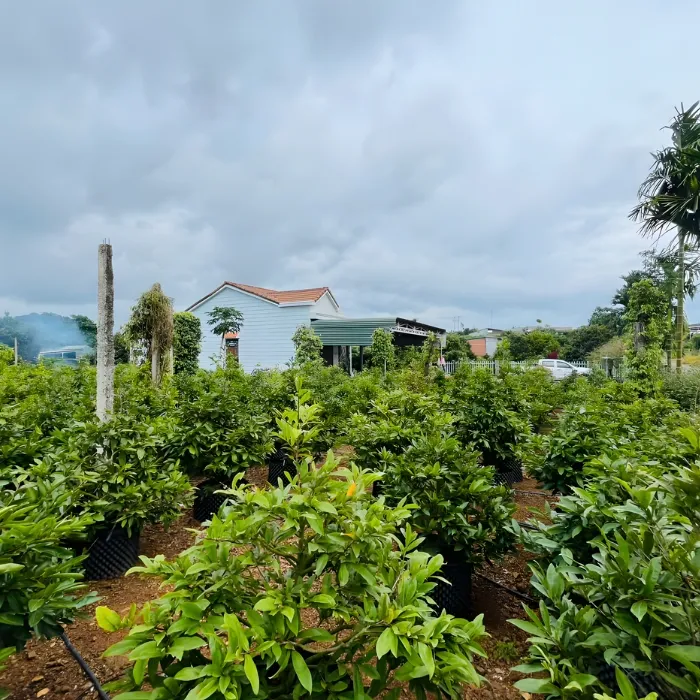 Siêu Bông Bình Lợi Cấy Mô